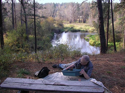 Rod Crawford sifting pine-leaf litter, Haynes Estate Conservation Area, Spokane County, Washington