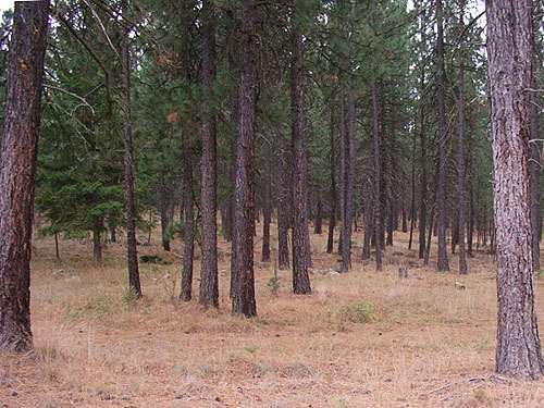 ponderosa pine trees, Haynes Estate Conservation Area, Spokane County, Washington