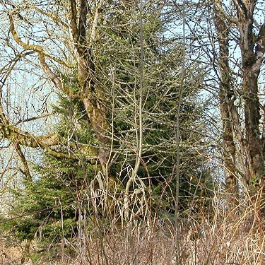 conifer tree in oak savanna, Stan Hedwall Park, Lewis County, Washington
