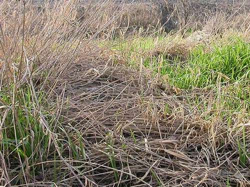 sweepable grass habitat, Stan Hedwall Park, Lewis County, Washington