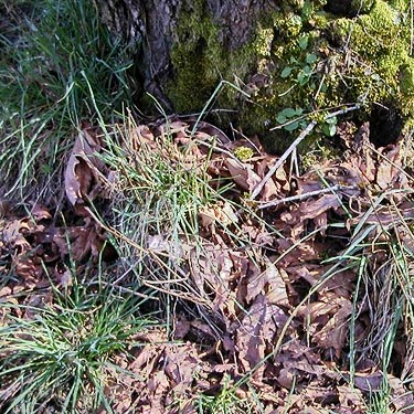 bigleaf maple leaf litter, Stan Hedwall Park, Lewis County, Washington