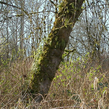 mossy, ferny tree trunk in oak savanna, Stan Hedwall Park, Lewis County, Washington