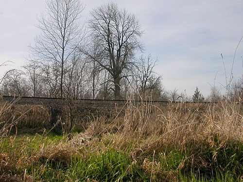 railroad embankment, Stan Hedwall Park, Lewis County, Washington