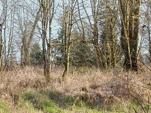oak-maple savanna, Stan Hedwall Park, Lewis County, Washington