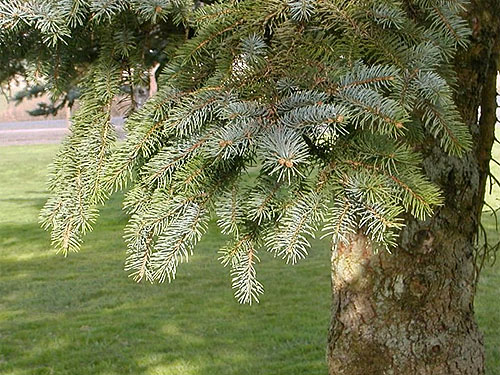 spruce foliage, tree planted in lawn, Stan Hedwall Park, Lewis County, Washington