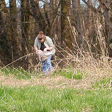 Jessi Bishopp sorting a sweep sample, W edge of Stan Hedwall Park, Lewis County, Washington