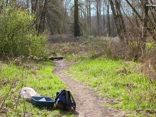 trail through alder-cottonwood woods, Stan Hedwall Park, Lewis County, Washington