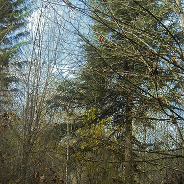 western redcedar tree Thuja plicata, woods next to Kingston High School staff parking lot, Kitsap County, Washington