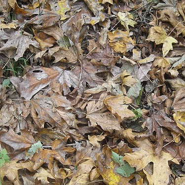 bigleaf maple leaf litter, woods next to Kingston High School staff parking lot, Kitsap County, Washington