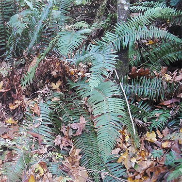 understory of sword fern Polystichum munitum, woods next to Kingston High School staff parking lot, Kitsap County, Washington
