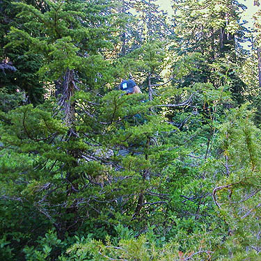 young conifer foliage habitat, Hope Lake, Chelan County, Washington
