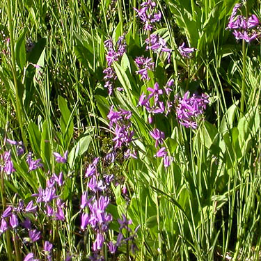 purple flowers in lakeside bog, Hope Lake, Chelan County, Washington