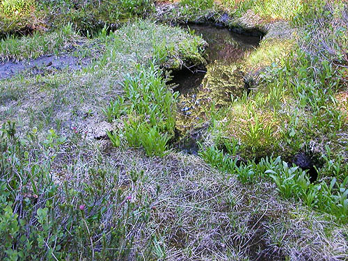 meander in drainage of small bog near Hope Lake, Chelan County, Washington