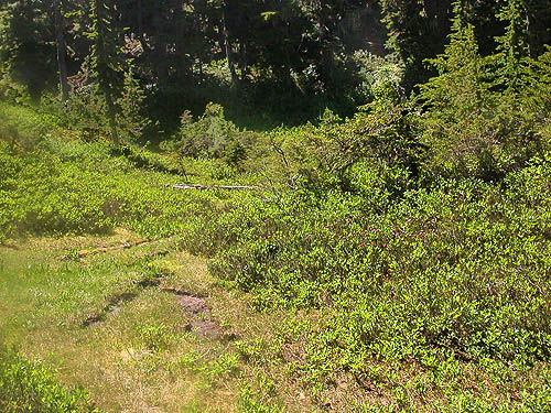 boggy mini-meadow near Hope Lake, Chelan County, Washington