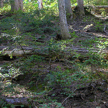 open mountain hemlock forest near Hope Lake, Chelan County, Washington