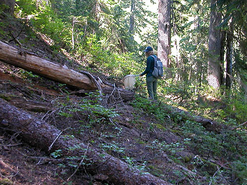 steep mountain hemlock forest near Hope Lake, Chelan County, Washington