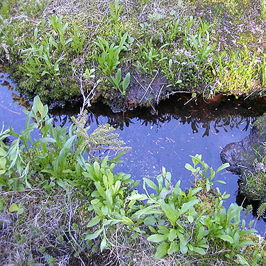 still drainage of small bog near Hope Lake, Chelan County, Washington