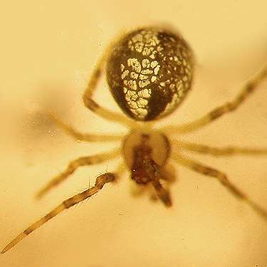 juvenile theridiid spider from conifer foliage, Hope Lake, Chelan County, Washington