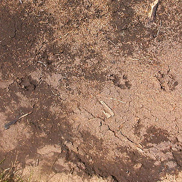 mystery tracks in mud, possibly dog, Hope Lake, Chelan County, Washington