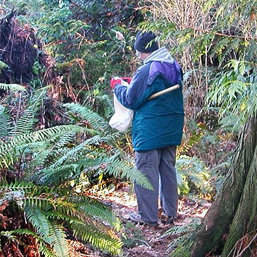 Laurel Ramseyer examining a fern sweep sample, Hutchison Park, Camano Island, Washington
