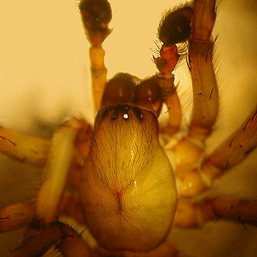 male Callobius pictus spider, Amaurobiidae, from rotten stump, Hutchison Park, Camano Island, Washington