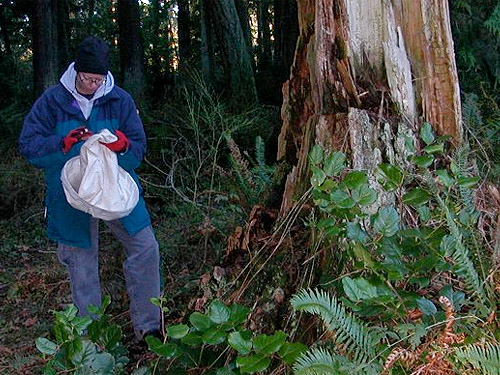 Laurel Ramseyer collecting spiders from stump, Hutchison Park, Camano Island, Washington