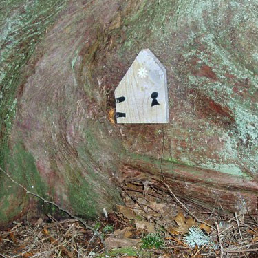 apparent tiny door on tree trunk, Hutchison Park, Camano Island, Washington