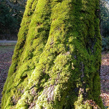 mossy bigleaf maple trunk, Hutchison Park, Camano Island, Washington