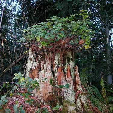 salal-crowned stump in forest, Hutchison Park, Camano Island, Washington