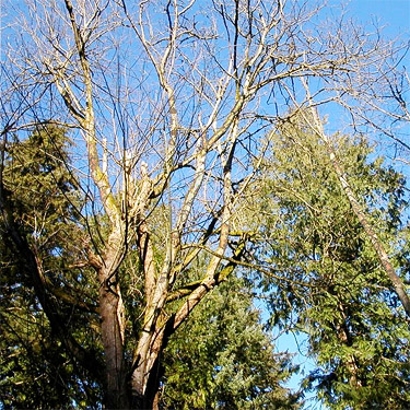 maple, alder and cedar trees in winter, Hutchison Park, Camano Island, Washington