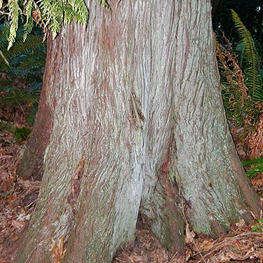 big cedar trunk Thuja plicata, Hutchison Park, Camano Island, Washington