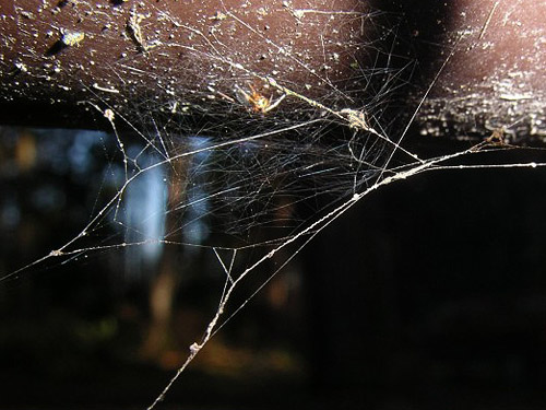theridiid cobweb on metal fence, Hutchison Park, Camano Island, Washington