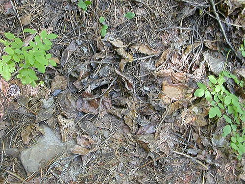cottonwood-cedar leaf litter, Icicle Creek at Chatter Creek, Chelan County, Washington