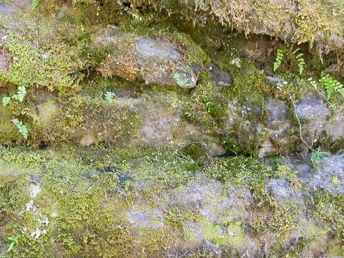 moss on rock face by footbridge, Icicle Creek at Chatter Creek, Chelan County, Washington