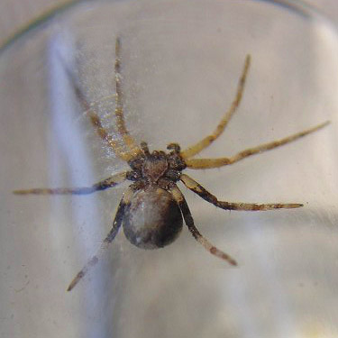 Philodromus (oneida?) crab spider, Icicle Creek at Chatter Creek, Chelan County, Washington