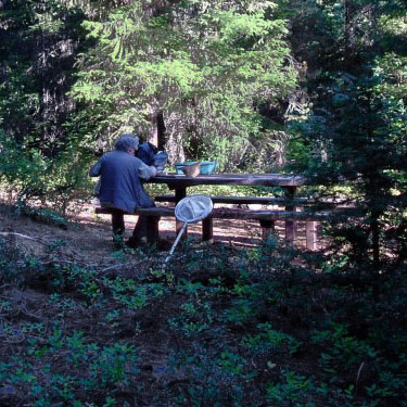 Rod Crawford sorts a tree-beat sample, Icicle Creek at Chatter Creek, Chelan County, Washington