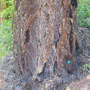 Trailside Douglas-fir trunk, Icicle Creek at Chatter Creek, Chelan County, Washington