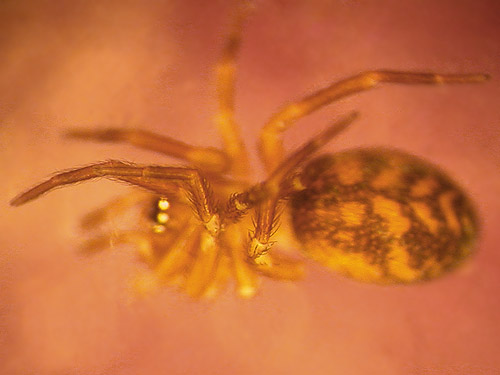 Zanomys amaurobiid spider, Icicle Creek at Chatter Creek, Chelan County, Washington