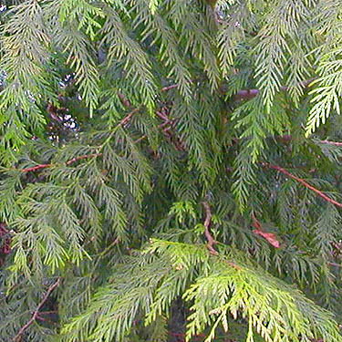 red cedar foliage Thuja plicata near Jackson Gulch mouth, Snohomish County, Washington