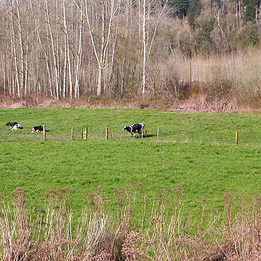cows on a farm by Stillaguamish bridge near Jackson Gulch mouth, Snohomish County, Washington