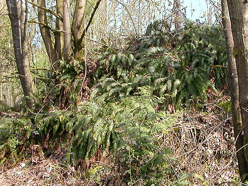 river-ravine bank with fern understory, Jackson Gulch mouth, Snohomish County, Washington