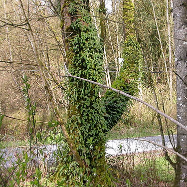maple trunk covered with Polypodium ferns, Jackson Gulch mouth, Snohomish County, Washington