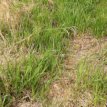 grass at pasture edge, Jackson Gulch mouth, Snohomish County, Washington