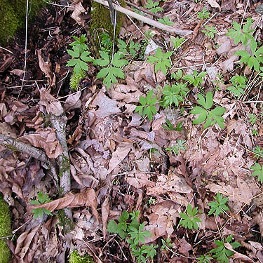 bigleaf maple litter on forest floor, Jackson Gulch mouth, Snohomish County, Washington