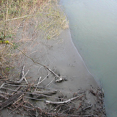 muddy bank of Stillaguamish River near Jackson Gulch mouth, Snohomish County, Washington