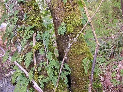 Polypodium ferns on maple trunk, Jackson Gulch mouth, Snohomish County, Washington