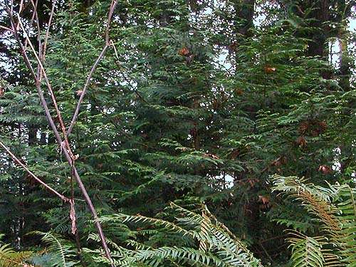red cedar Thuja plicata encroaching on maple grove, forest tract on Jefferson Point Road, Kingston, Kitsap County, Washington