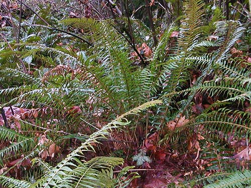 sword fern Polystichum munitum understory, forest tract on Jefferson Point Road, Kingston, Kitsap County, Washington