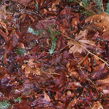 bigleaf maple litter, forest tract on Jefferson Point Road, Kingston, Kitsap County, Washington