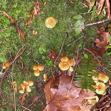 moss and mushrooms on stump, forest tract on Jefferson Point Road, Kingston, Kitsap County, Washington